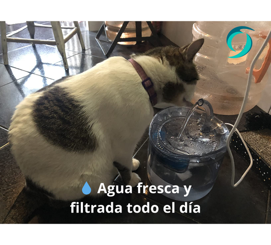 Fuente de Agua Automática para Mascotas 🐾
